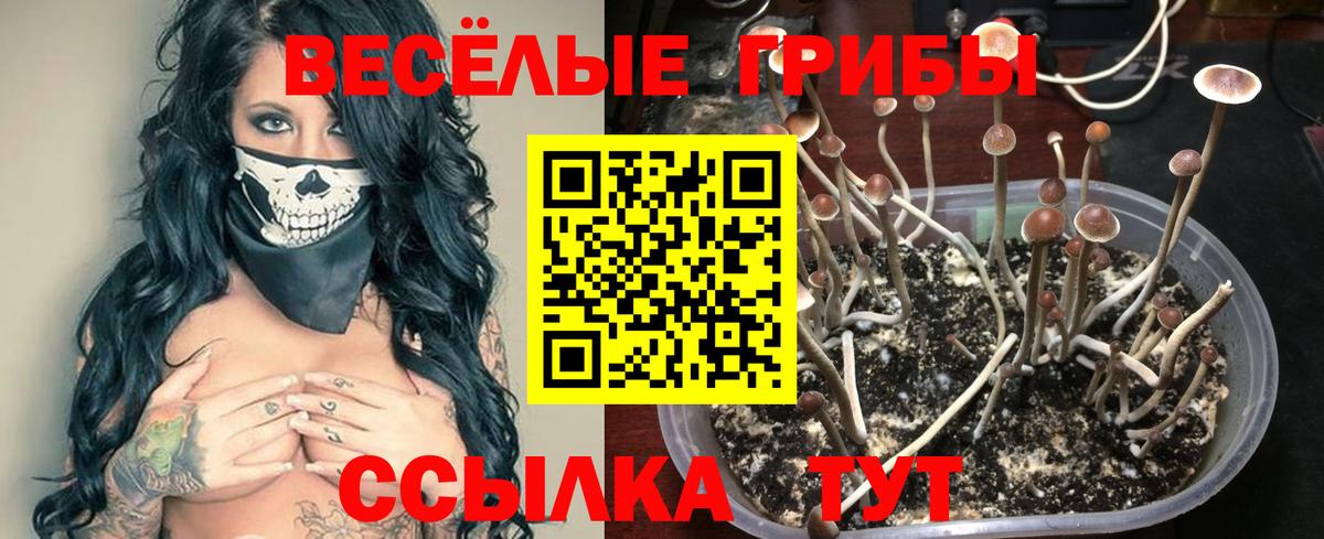 Котовск  Псилоцибиновые грибы Magic Shrooms  Вход с VPN  Псилоцибиновые грибы Cubensis 